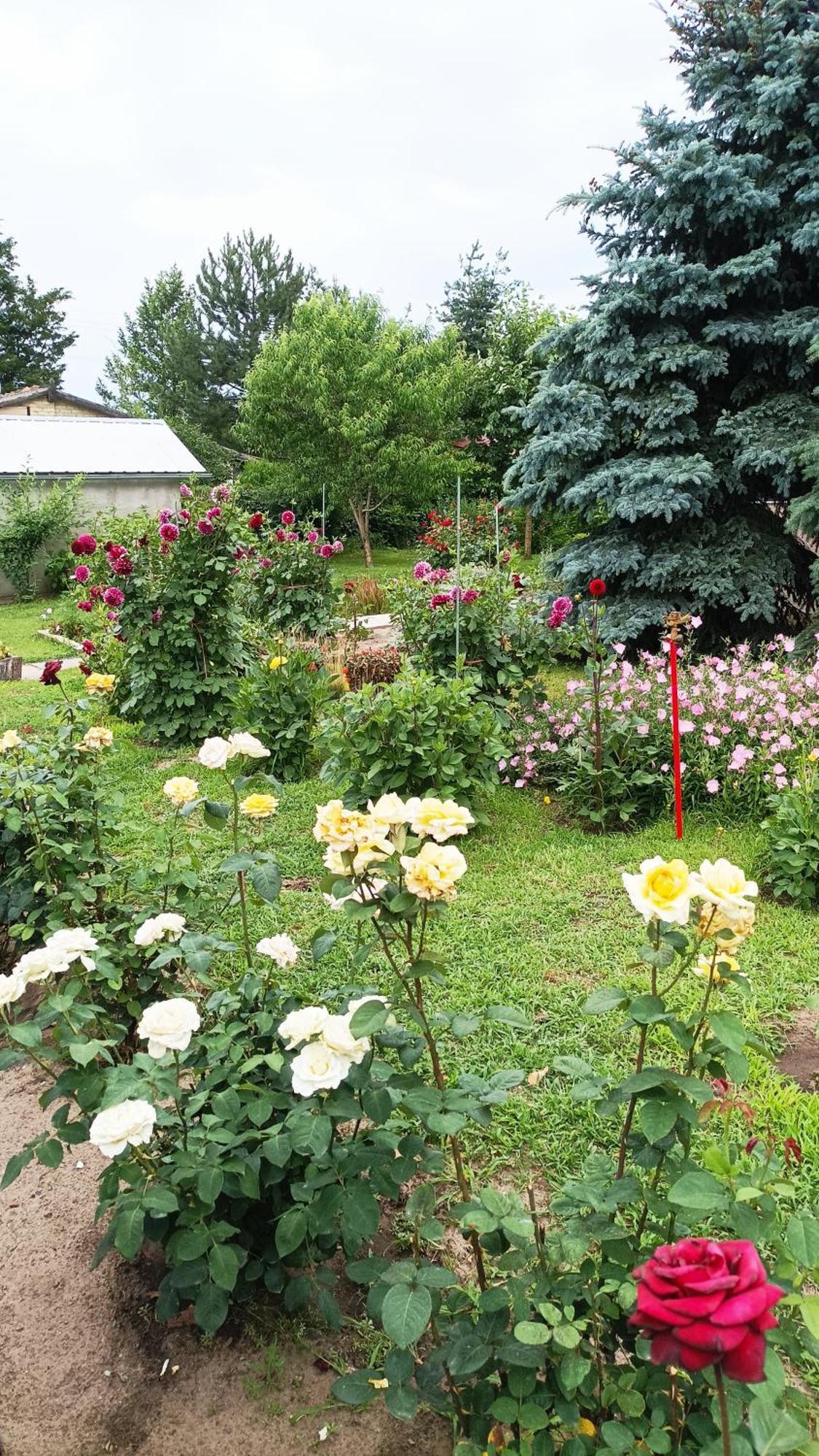 Sobe Masa Guest House Subotica Exterior photo