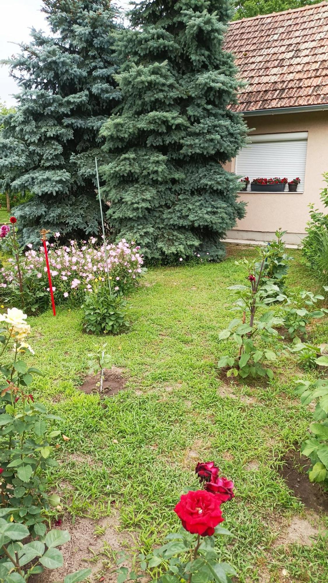 Sobe Masa Guest House Subotica Exterior photo
